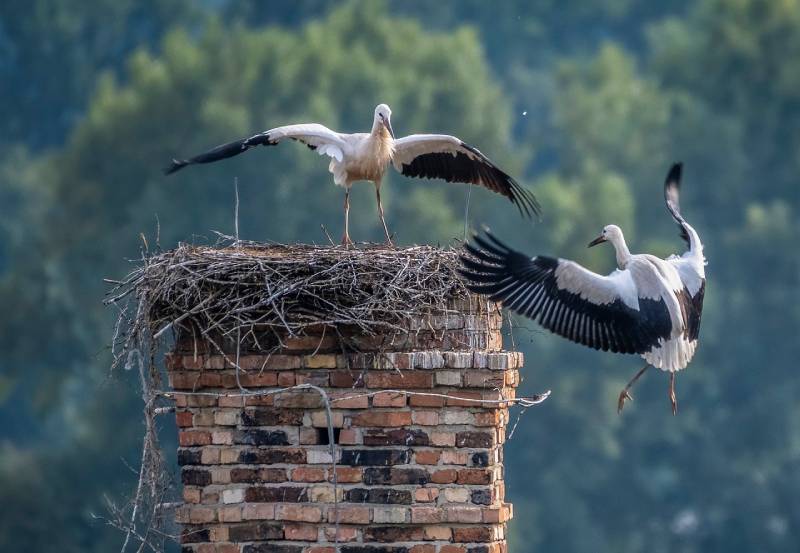 Professional Chimney Animal Removal Services in Harvard, Massachusetts