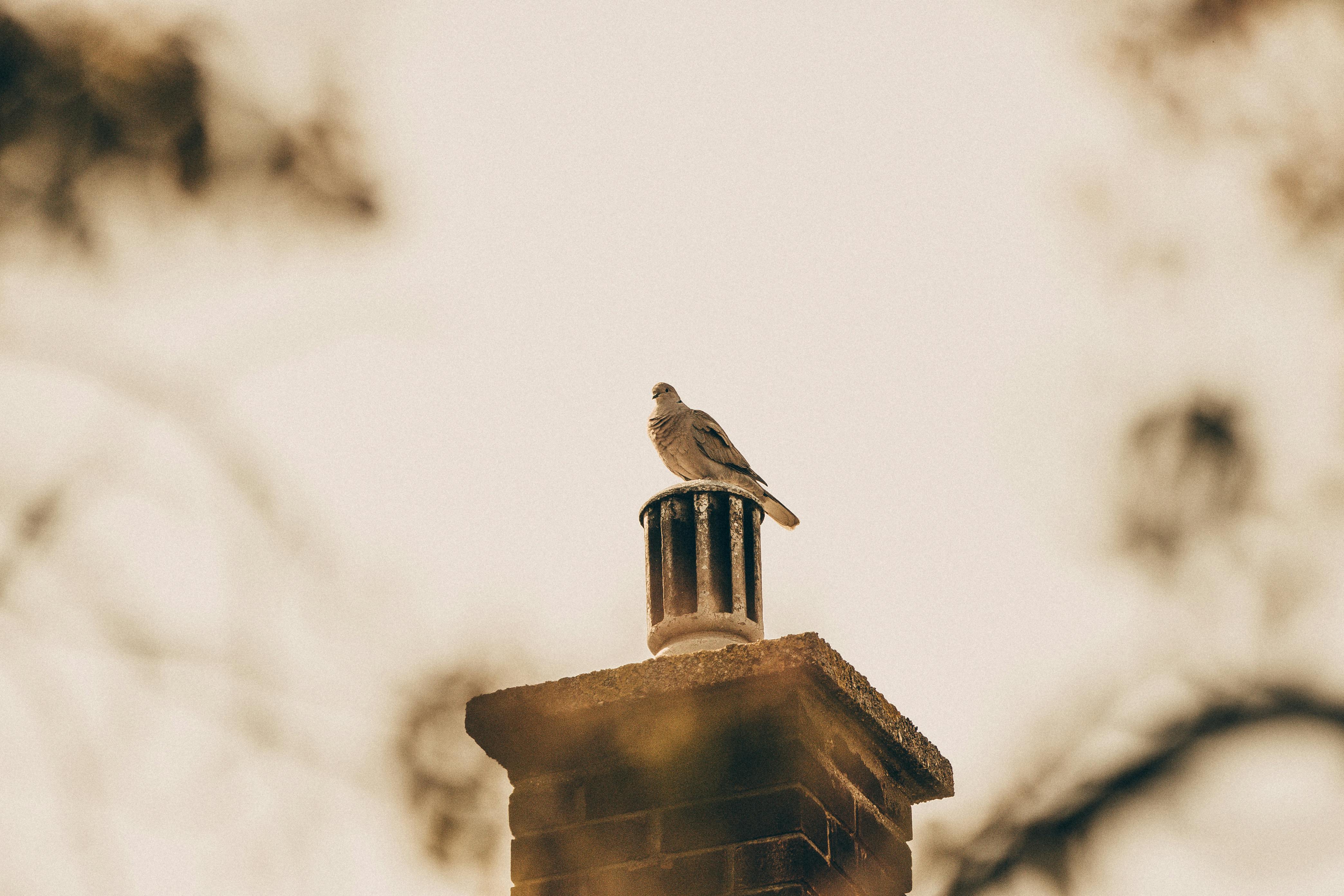 Professional Chimney Cap and Damper In Harvard Massachusetts